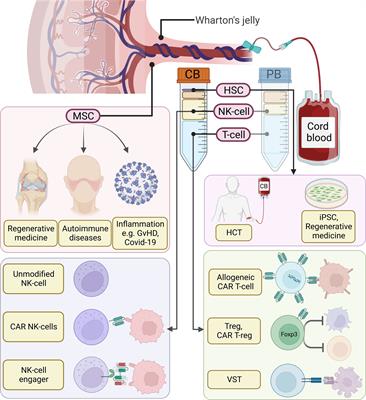 Frontiers Umbilical cord blood derived cellular therapy